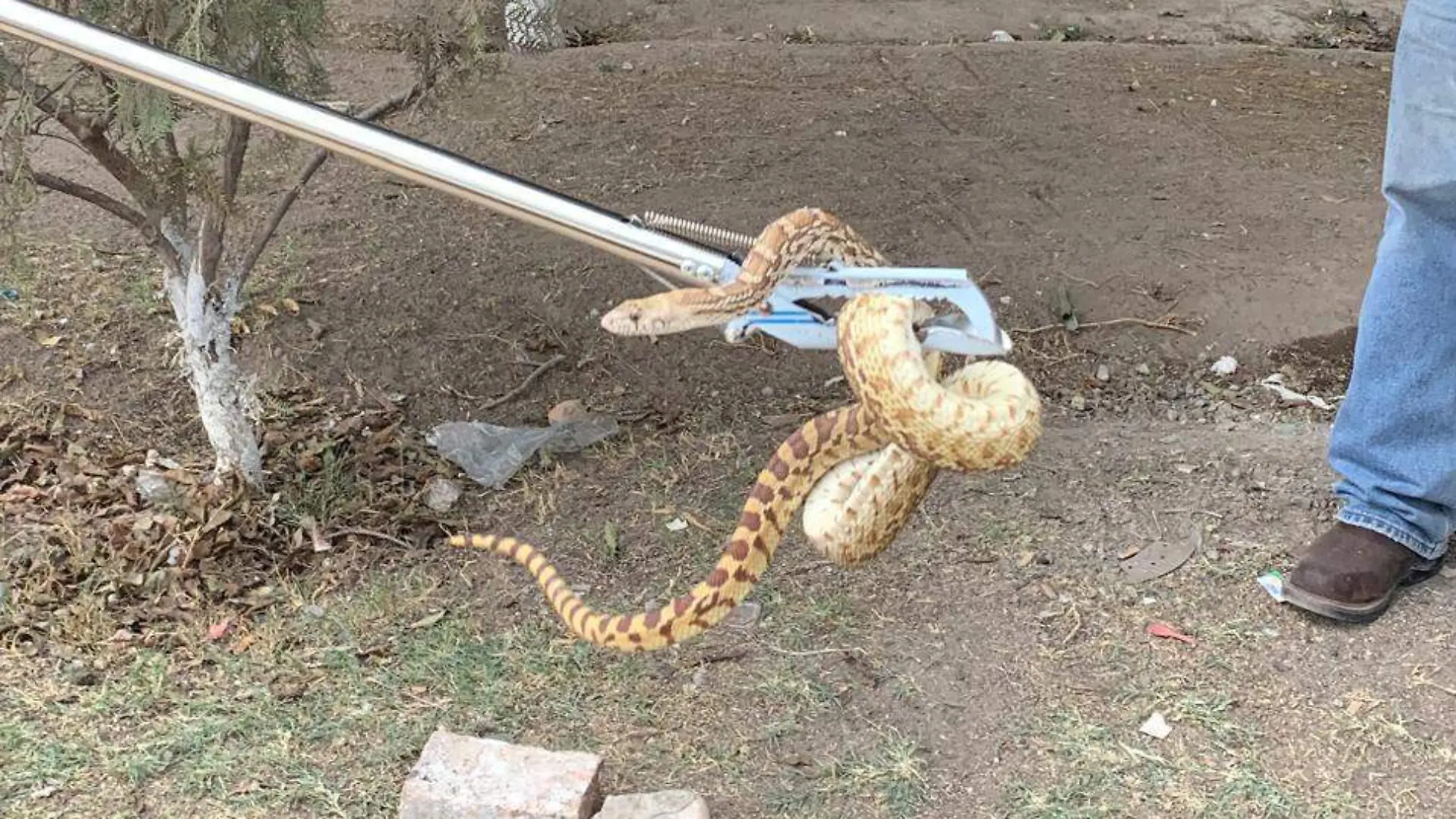 Rescate de serpiente